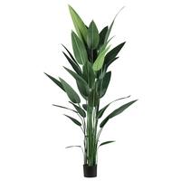 Kunstpflanze Wassercanna in Grün ca. 210cm - Schwarz/Grün, Basics, Kunststoff (210cm) - Modern Living