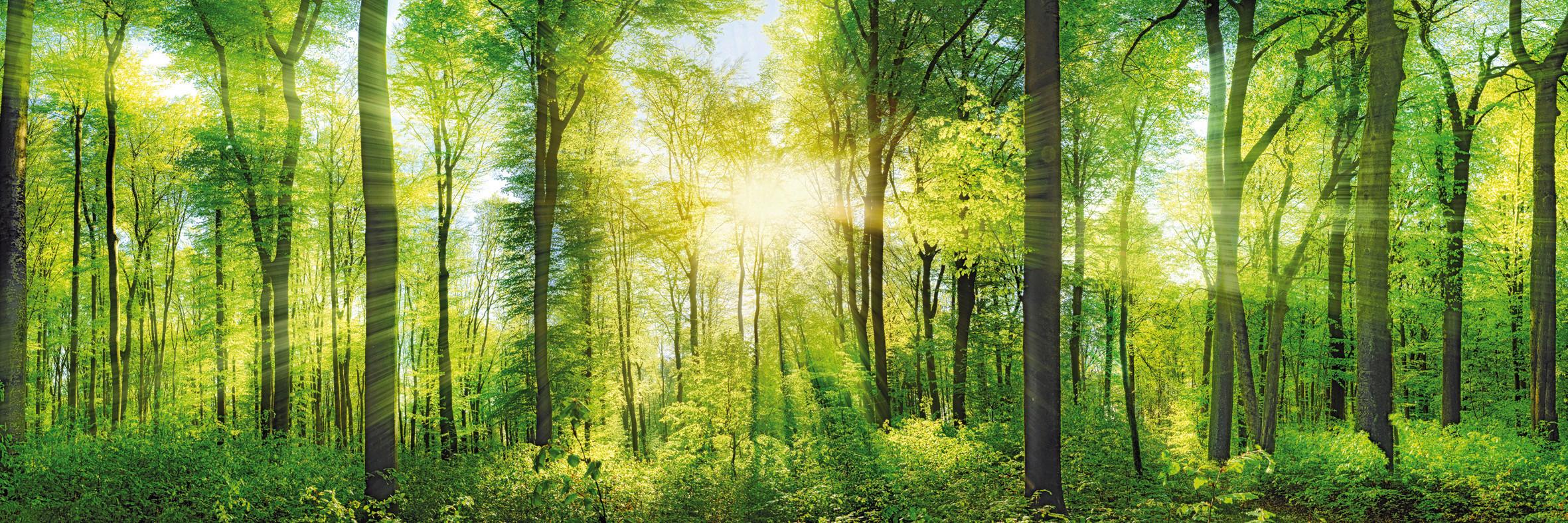 Slika U Blind Ramu 150x50x3cm Marcus - šumsko zelena, Osnovno, drvo (150 cm/50 cm/3 cmcm) - Mömax