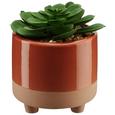 Kunstpflanze Sukkulente inkl. Topf - Pink/Orange, Kunststoff (10,5/13cm) - Mömax modern living Kunstpflanze Sukkulente inkl. Topf - Pink/Orange, Kunststoff (10,5/13cm) - Mömax modern living