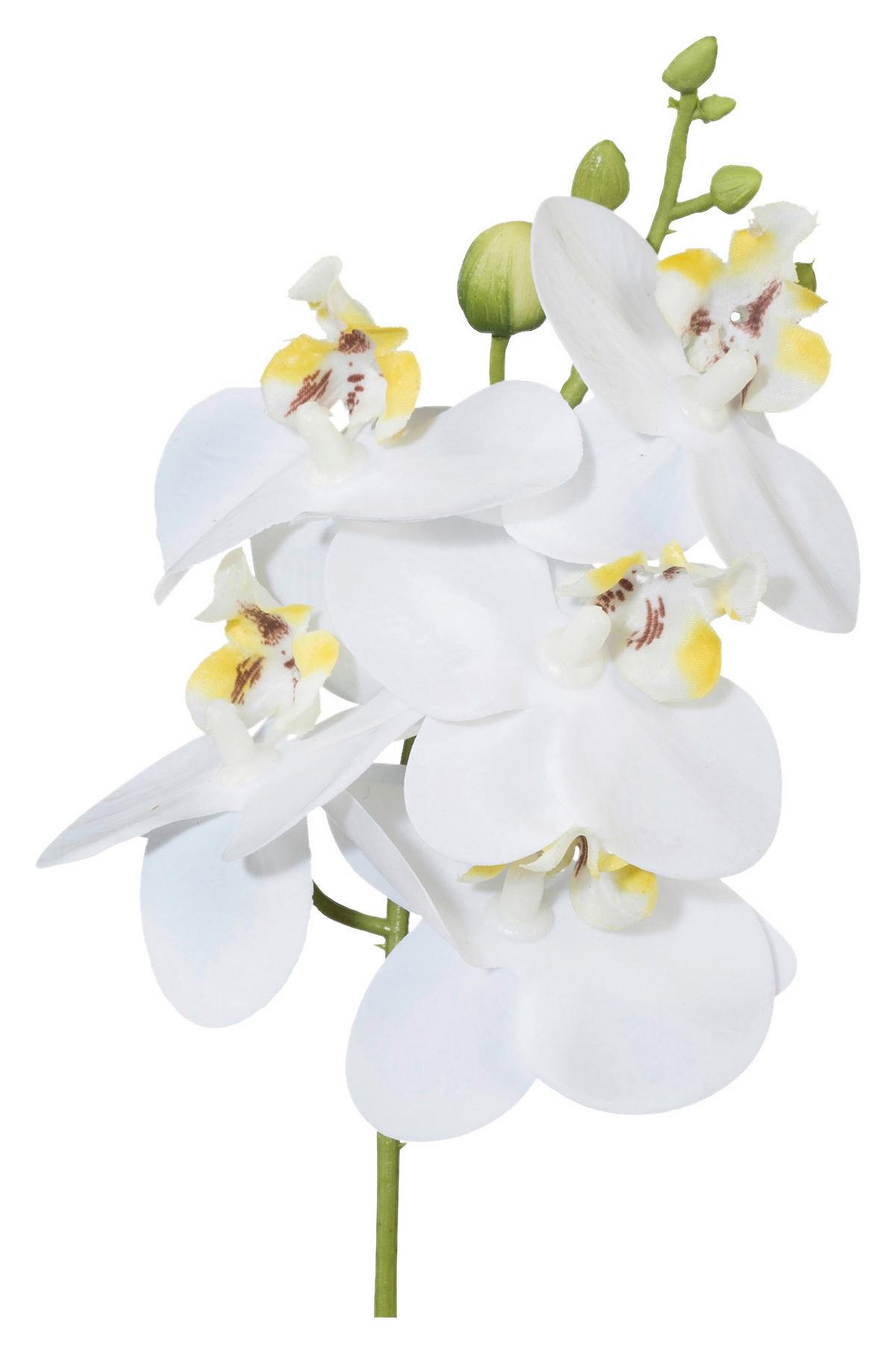 Kunstpflanze Phalaenopsis II in Weiß - Weiß/Grün, KONVENTIONELL, Kunststoff (27cm) - Modern Living