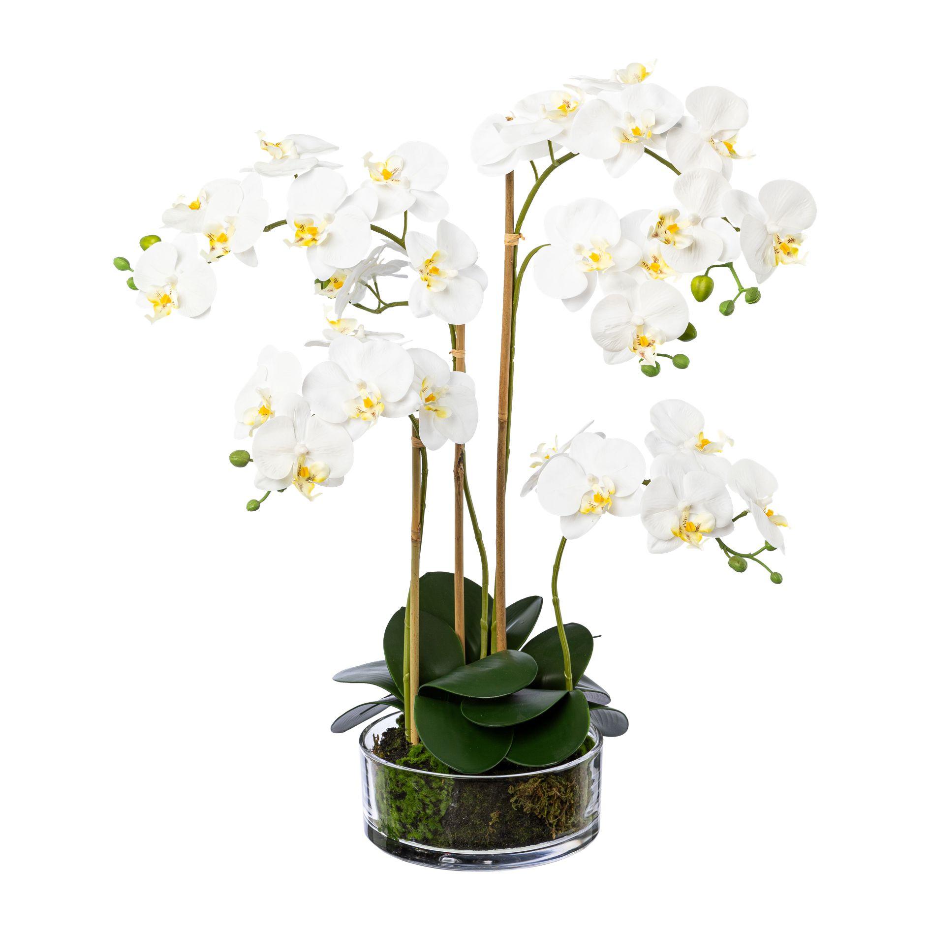 Kunstpflanze Weiß/Grün - Transparent/Weiß, Design, Glas/Kunststoff (50cm)