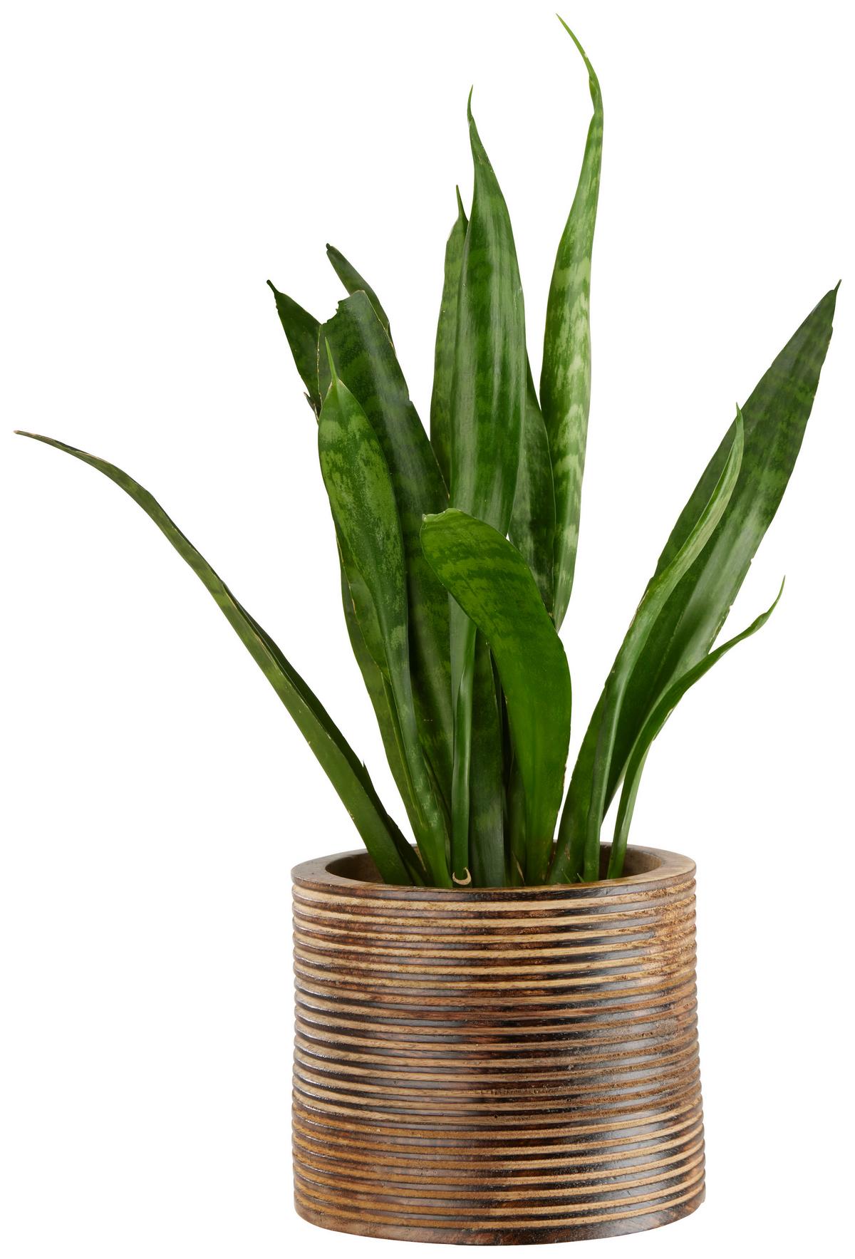 Kaspó Lenuia - natúr színű, Lifestyle, fa (15/17cm) - Premium Living