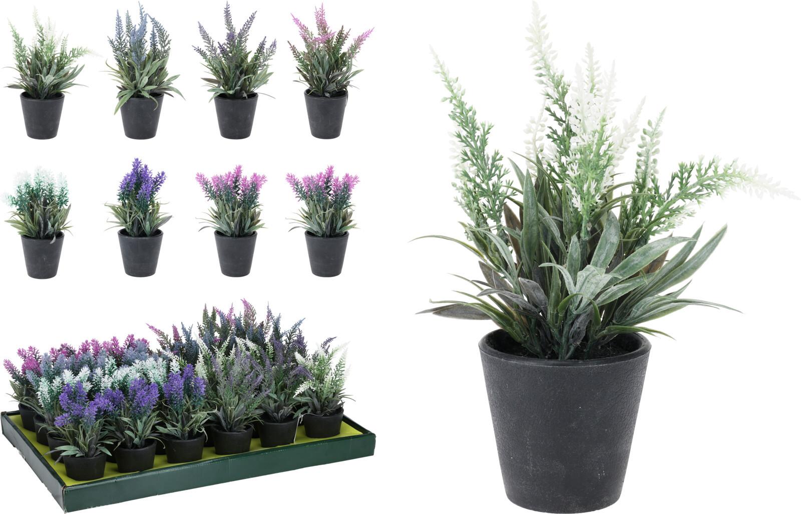 Plantă decorativă Lavender - Basics (20cm)