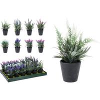 Plantă decorativă Lavender - Basics (20cm)