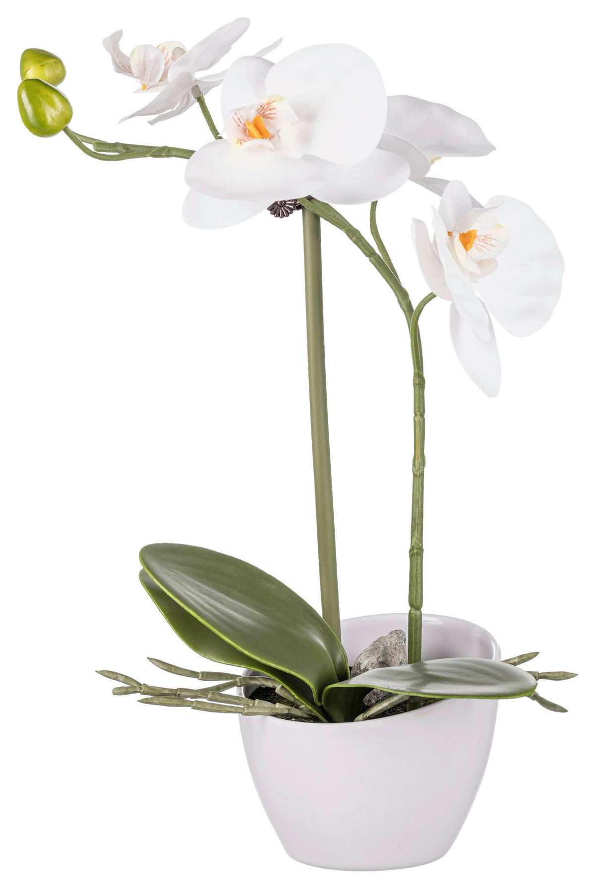 Műnövény Orchidea - fehér/zöld, Konventionell, műanyag/kerámia (33cm) - Based
