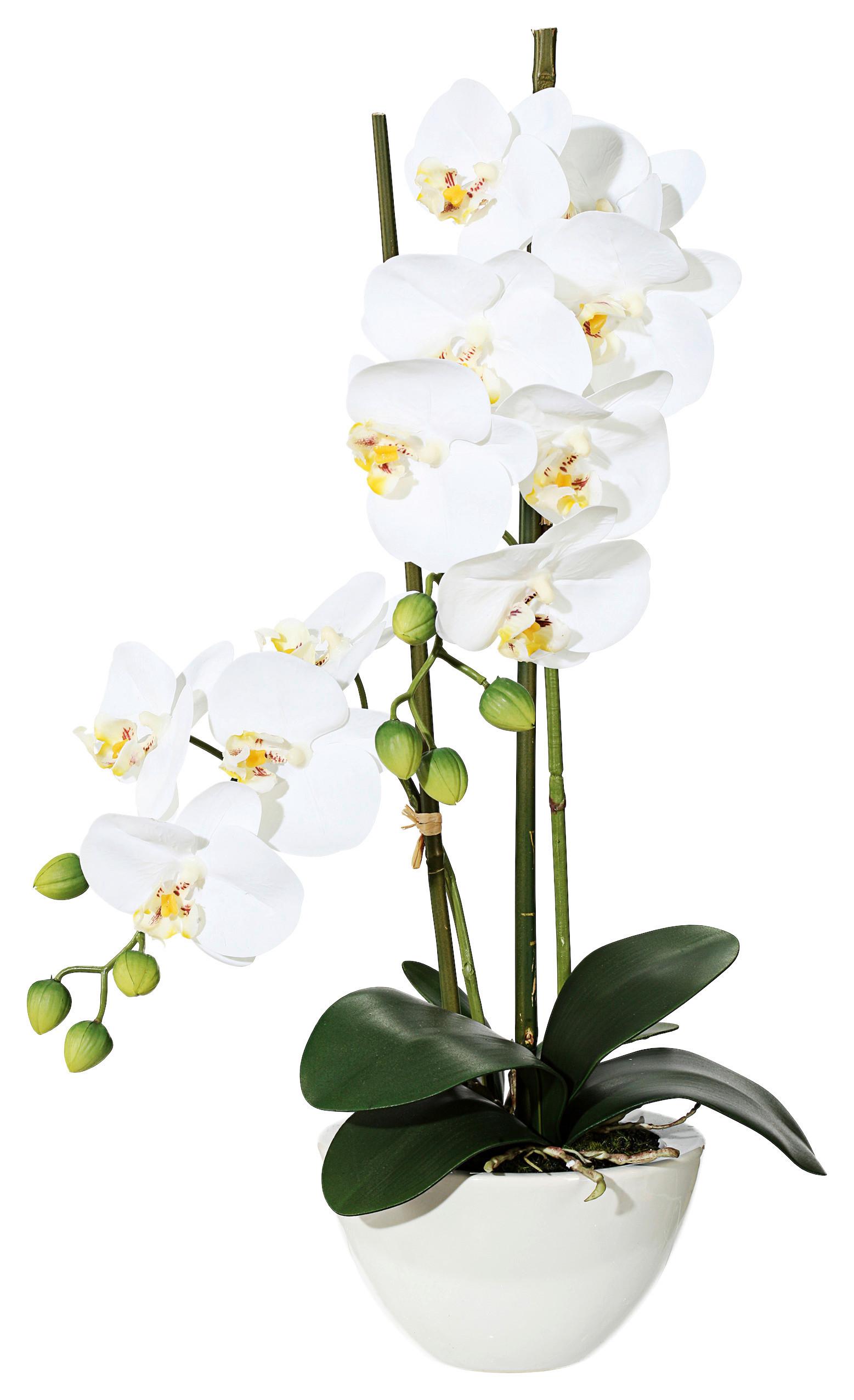Kunstpflanze Orchideen Weiß/Grün - Weiß/Grün, Design, Keramik/Kunststoff (50cm)