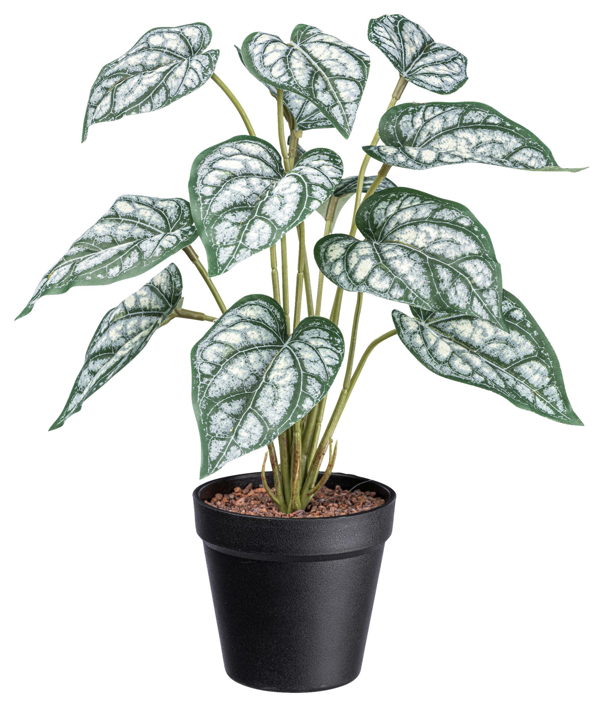 Kunstpflanze Syngonium II in Grün/Weiß - Schwarz/Grün, Basics, Kunststoff (38cm) - Modern Living