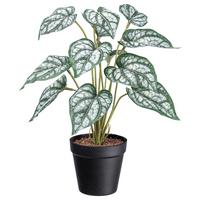 Plantă artificială SYNGONIUM II -PAZ- - verde/negru, Basics, plastic (38cm) - Modern Living