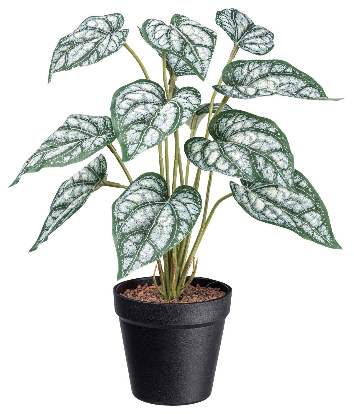 Plantă artificială SYNGONIUM II -PAZ- - verde/negru, Basics, plastic (38cm) - Modern Living