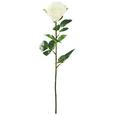 Umetna Roža Rose - zelena/krem, kovina/umetna masa (69cm) - Mömax modern living Umetna Roža Rose - zelena/krem, kovina/umetna masa (69cm) - Mömax modern living