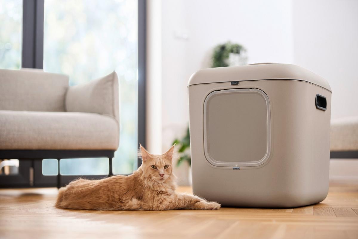 KATZENTOILETTE 4006607422 - Cappuccino, Basics, Kunststoff (49,9/57,6/61,4cm) - Rotho