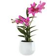 Orchidea Japanorchidee - Pink/Zöld, Basics, Műanyag (40cm) Orchidea Japanorchidee - Pink/Zöld, Basics, Műanyag (40cm)