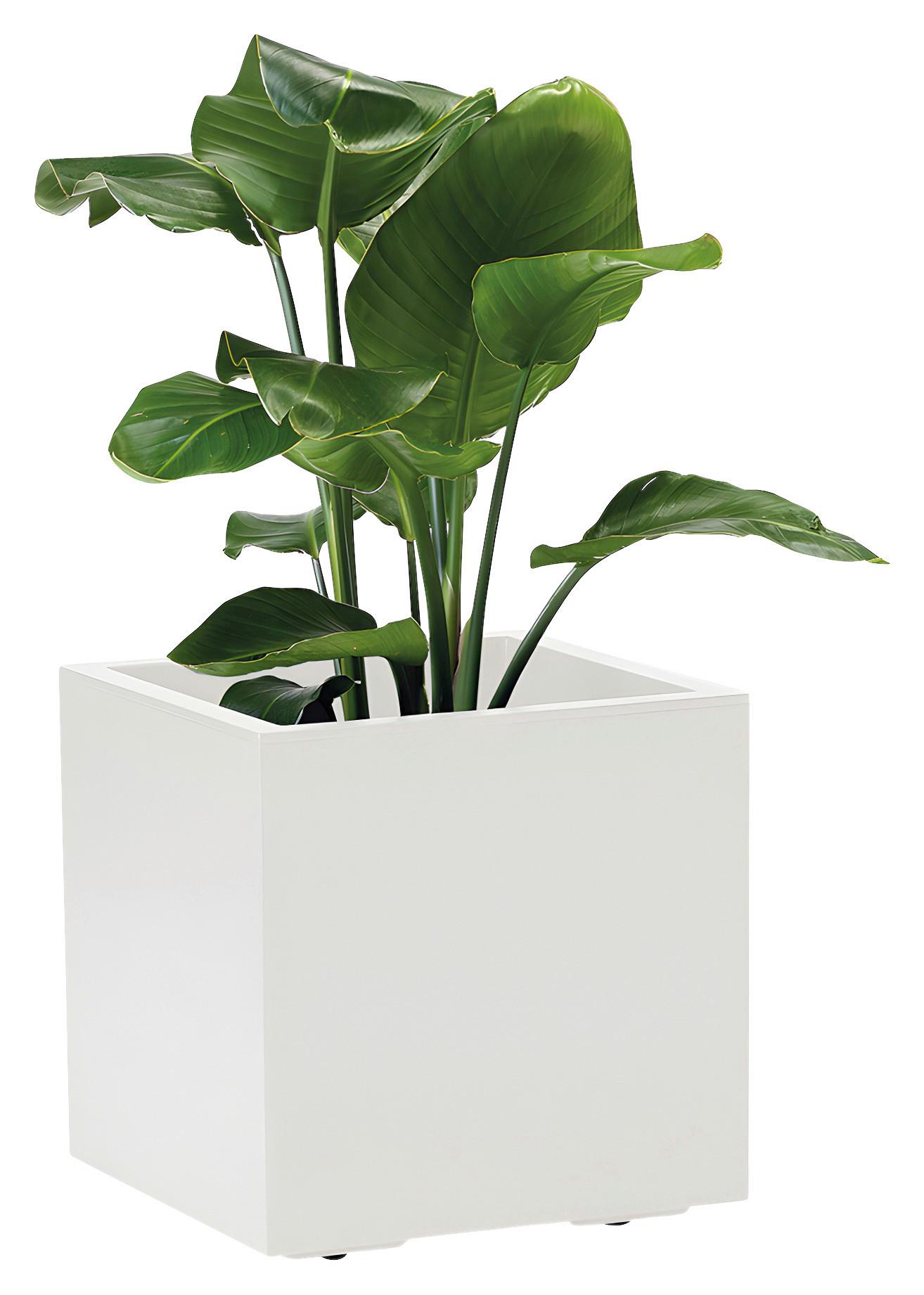 Blumenkasten Weiß - Weiß, Basics, Kunststoff (39,5/39,5/39,5cm)