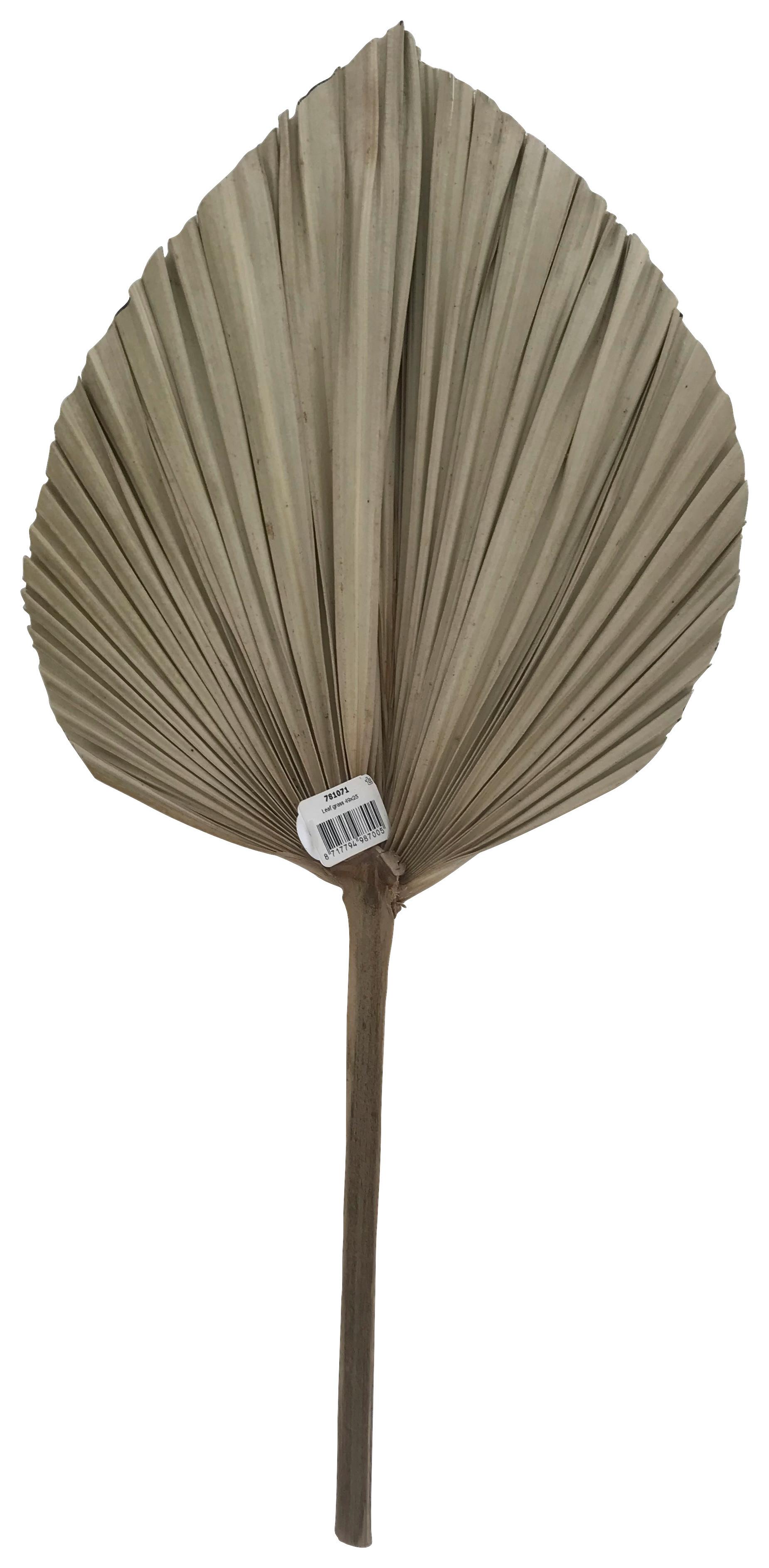 Dekoblatt Leaf in Naturfarben - Braun/Naturfarben, Basics, Naturmaterialien (49/25cm) - Modern Living