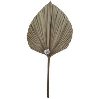 Dekoblatt Leaf in Naturfarben - Braun/Naturfarben, Basics, Naturmaterialien (49/25cm) - Modern Living