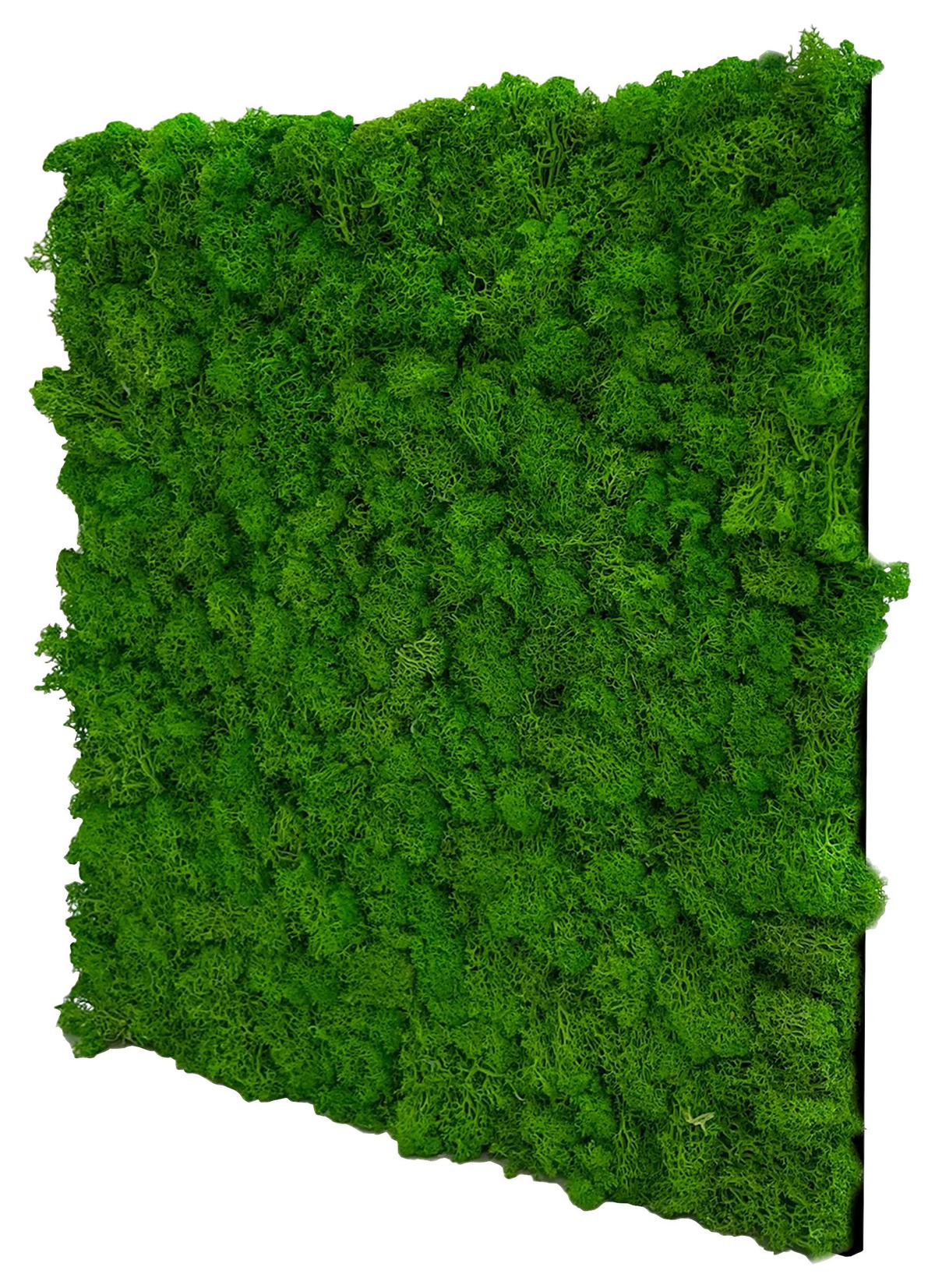 PANEL AKUSTYCZNY 11101 RICH GREEN - zielony, Konventionell, materiały naturalne (52/52/4cm) - Jangal