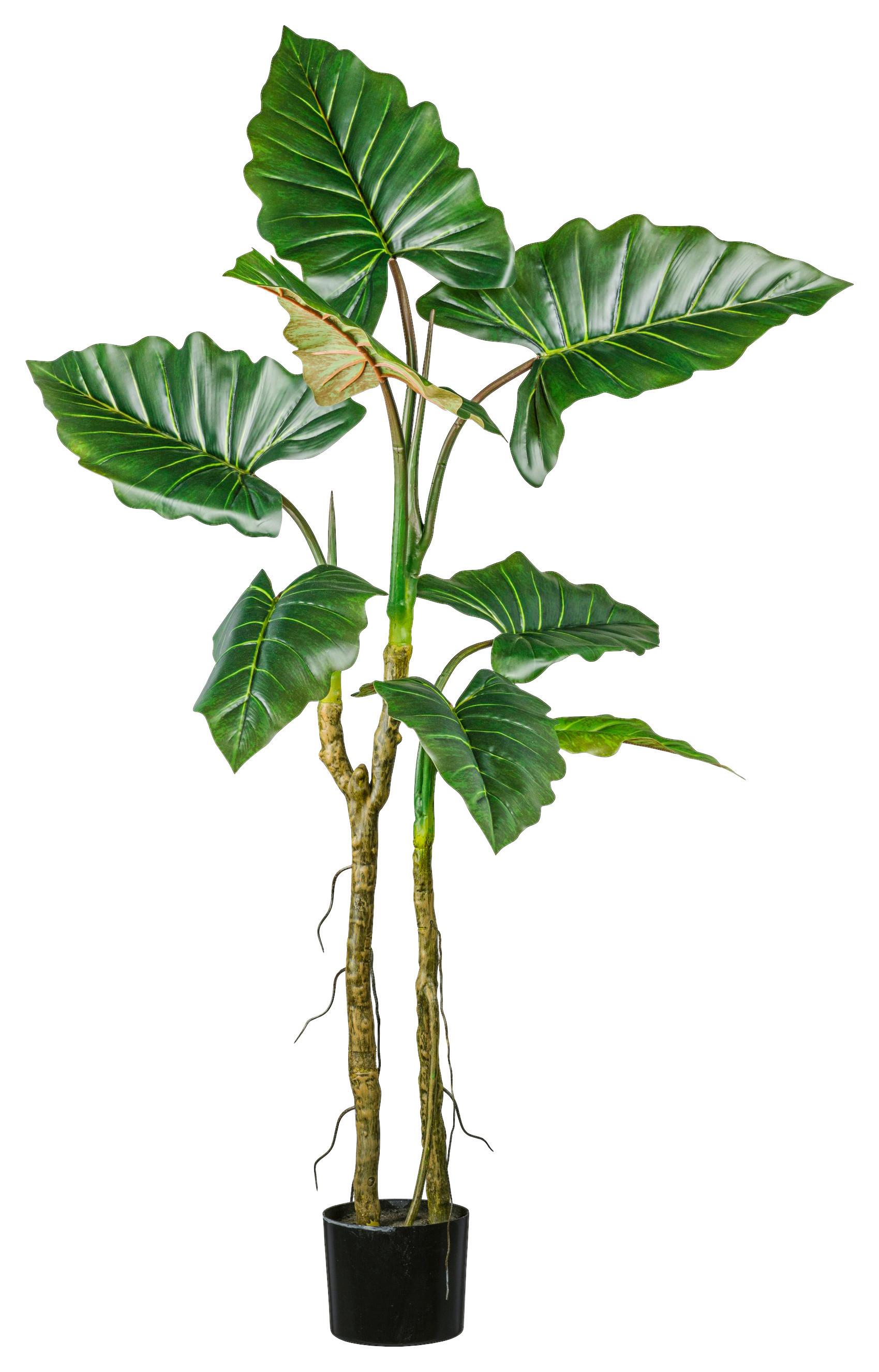 Kunstpflanze Colocasia in Grün ca. 140cm - Schwarz/Grün, Basics, Kunststoff (140cm) - Modern Living