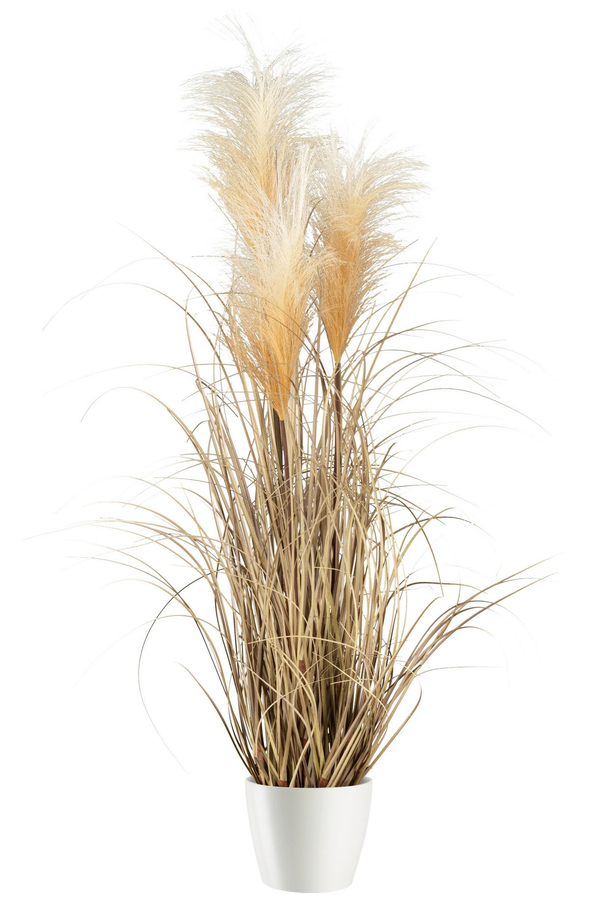 Kunstpflanze Pampasgras in Naturfarben - Naturfarben, MODERN, Kunststoff (76cm) - Modern Living