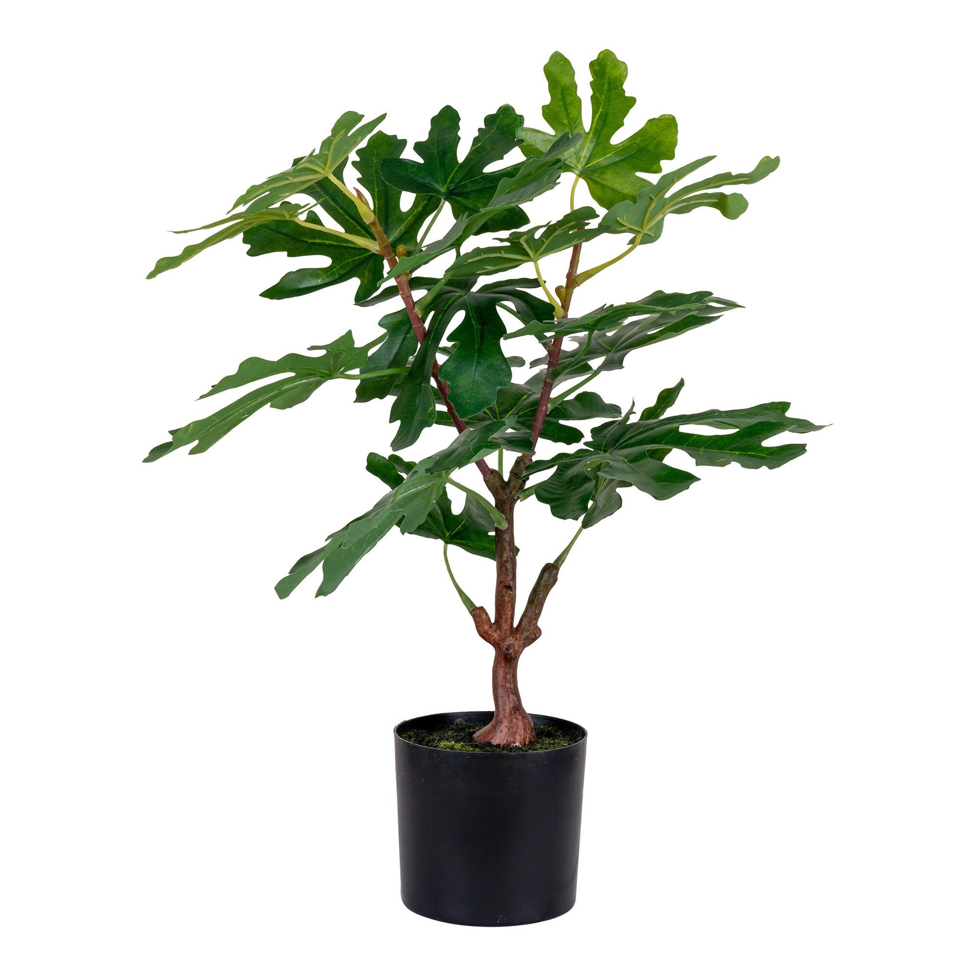 Kunstpflanze Fig Tree Grün - Grün, Design (40/60/40cm)