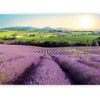 Fototapeta Lavender Field, 400x280cm - vijolična/zelena, Trendi, tekstil (400/280cm) - artgeist