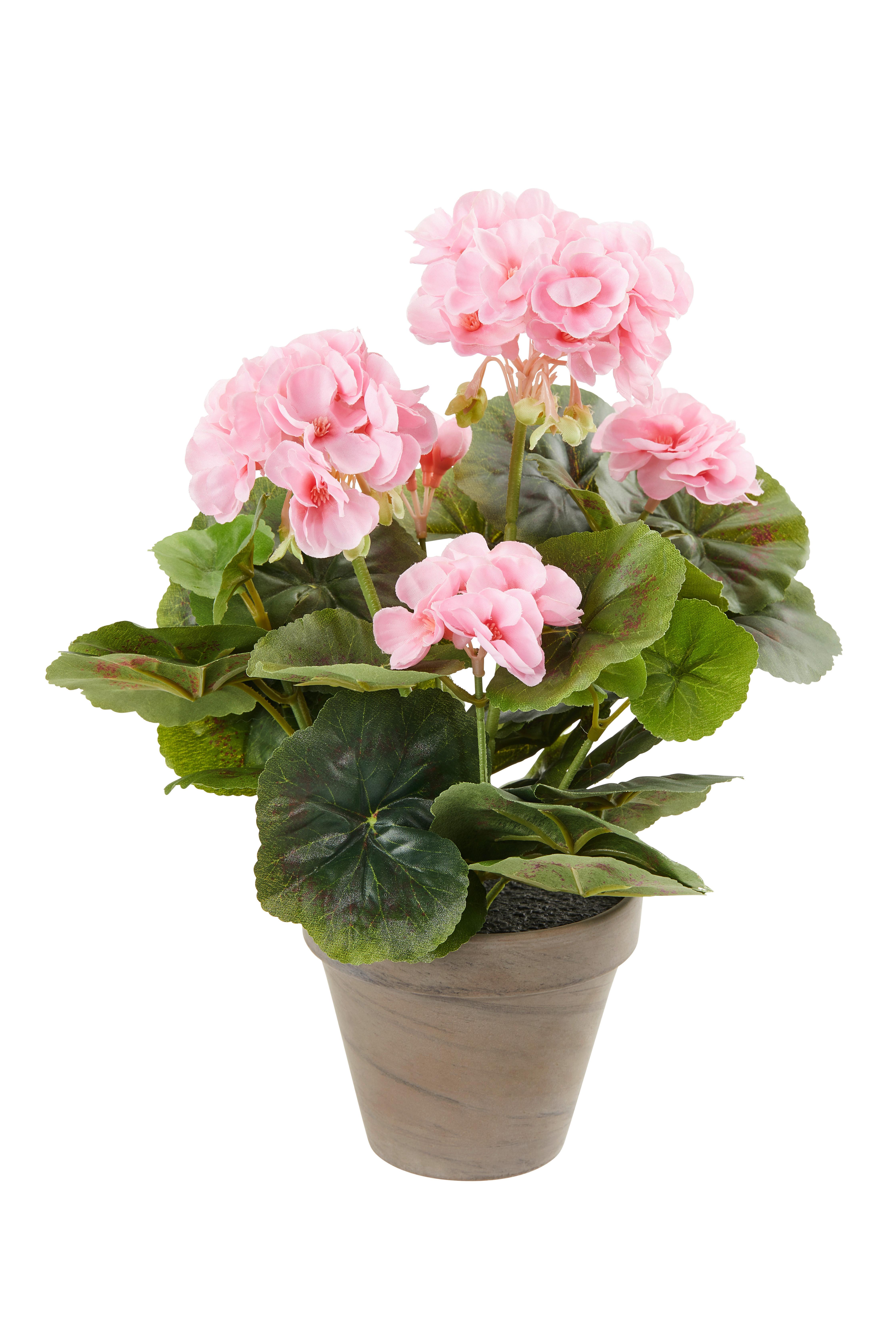 Umetna Rastlina Greta - Konvencionalno (20/34cm) - Mömax