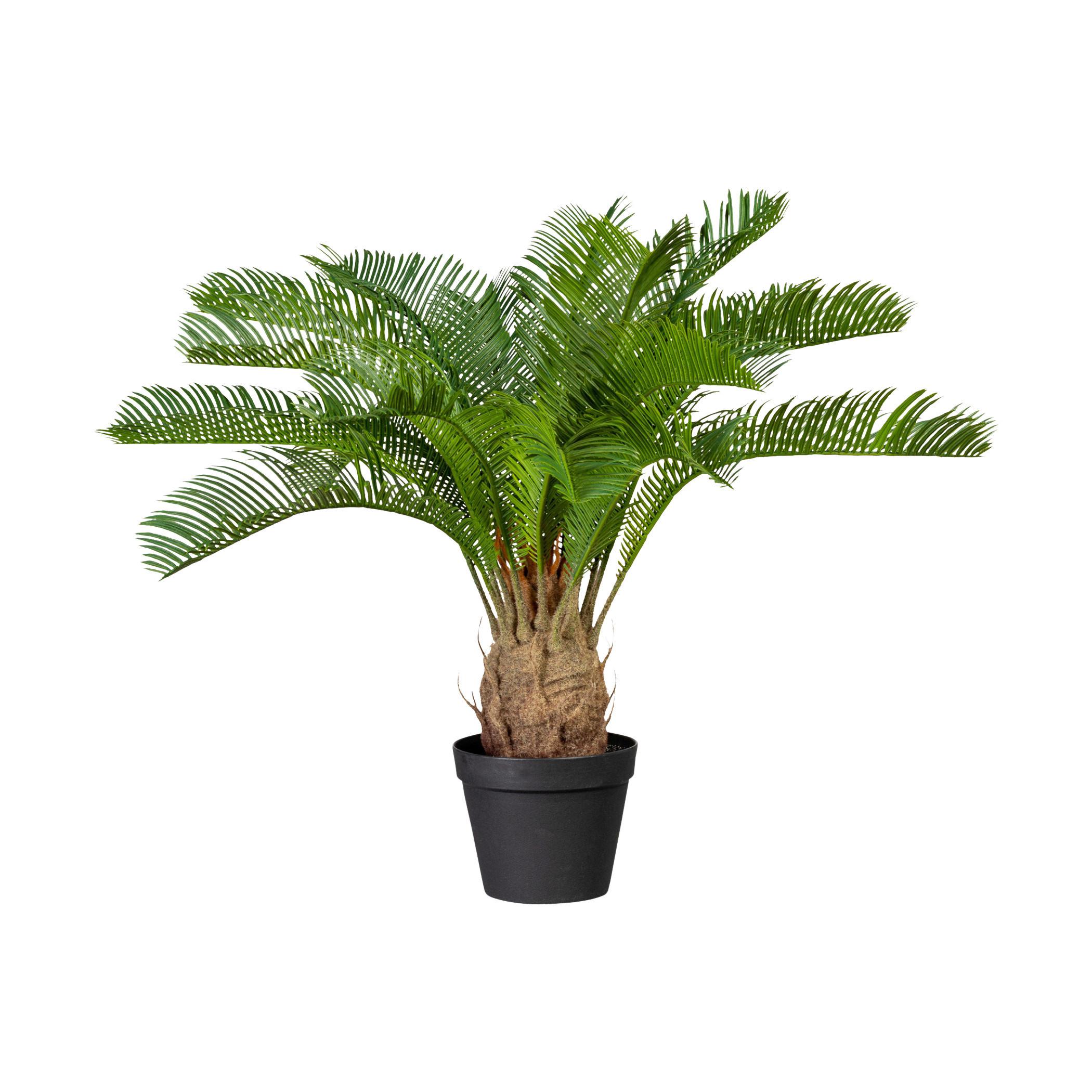 Kunstpflanze Palmen Grün/Braun - Schwarz/Braun, Design, Kunststoff (60cm) - P & B
