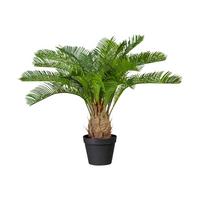 Kunstpflanze Palmen Grün/Braun - Schwarz/Braun, Design, Kunststoff (60cm) - P & B
