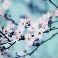 Glasbild Closeup Blossom, ca. 30x30x2cm - Multicolor, MODERN, Glas (30/30/2cm) - MÖMAX modern living
