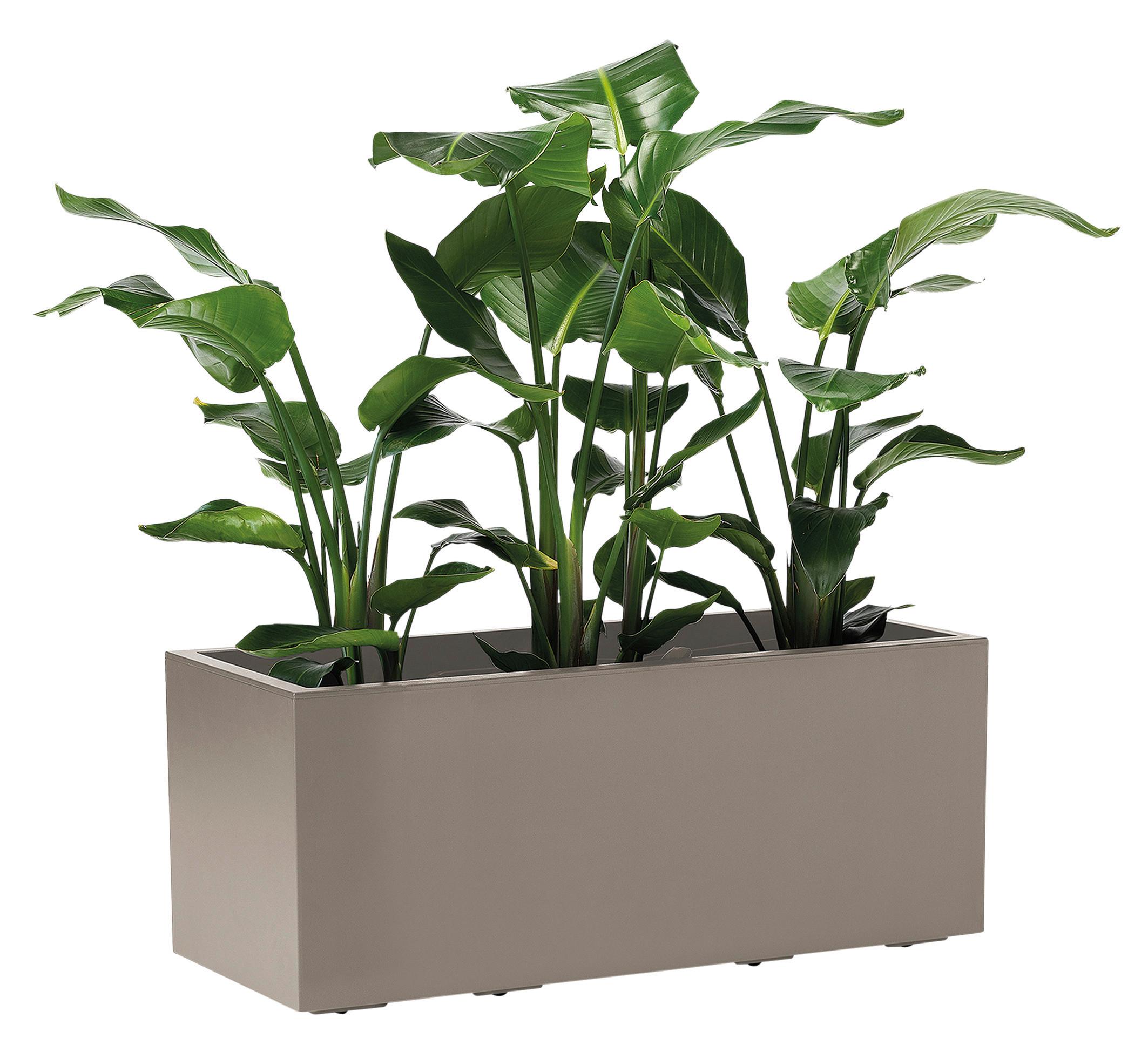 Blumenkasten Taupe - Taupe, Basics, Kunststoff (99,5/39,5/39,5cm)