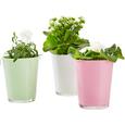 Übertopf Lina - Schwarz/Rosa, MODERN, Glas (13/16cm) - Mömax modern living Übertopf Lina - Schwarz/Rosa, MODERN, Glas (13/16cm) - Mömax modern living