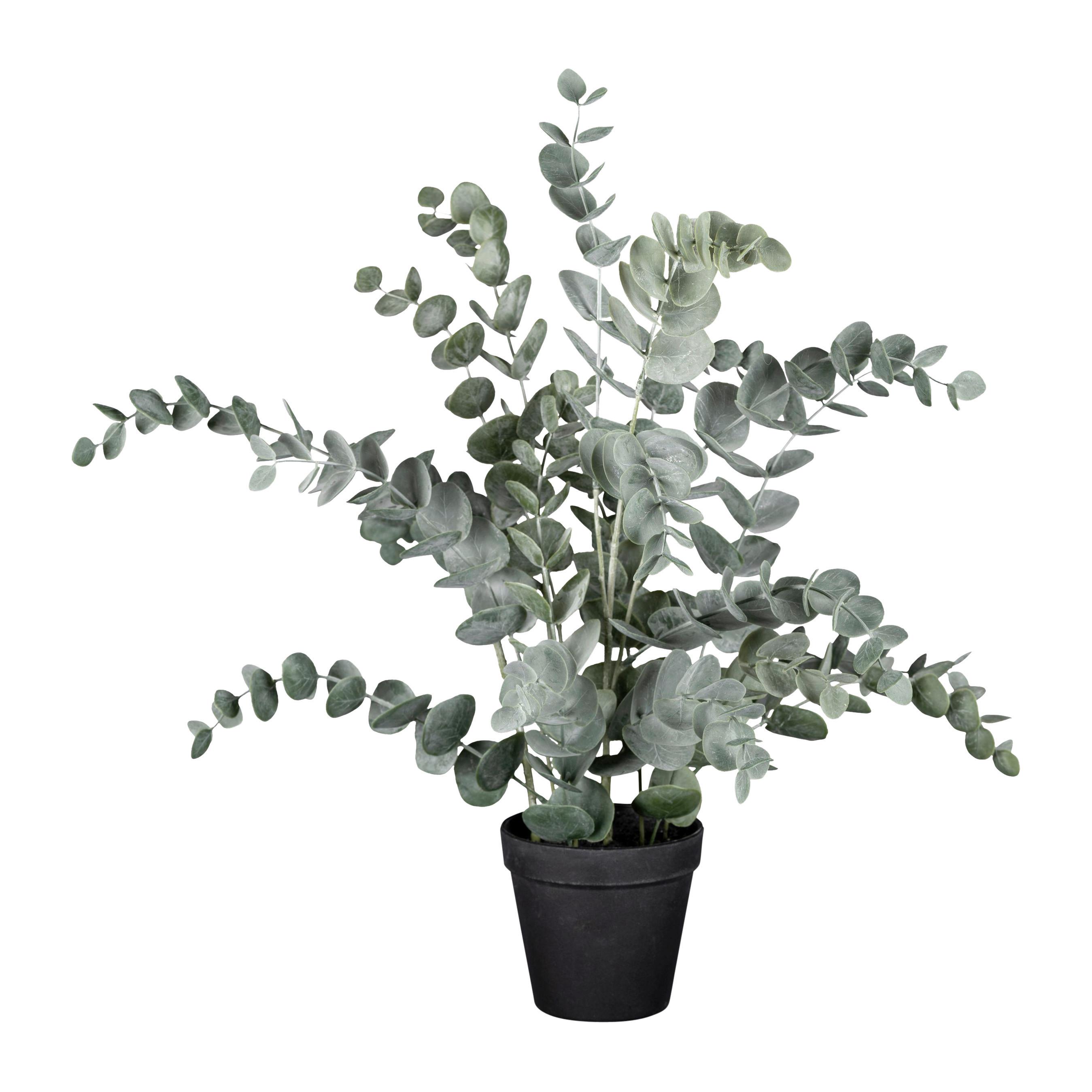 Umetna Rastlina Eucalypthus I  -Ext- - črna/siva, Basics, umetna masa (53cm) - Modern Living