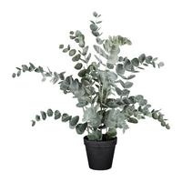 Umetna Rastlina Eucalypthus I  -Ext- - črna/siva, Basics, umetna masa (53cm) - Modern Living