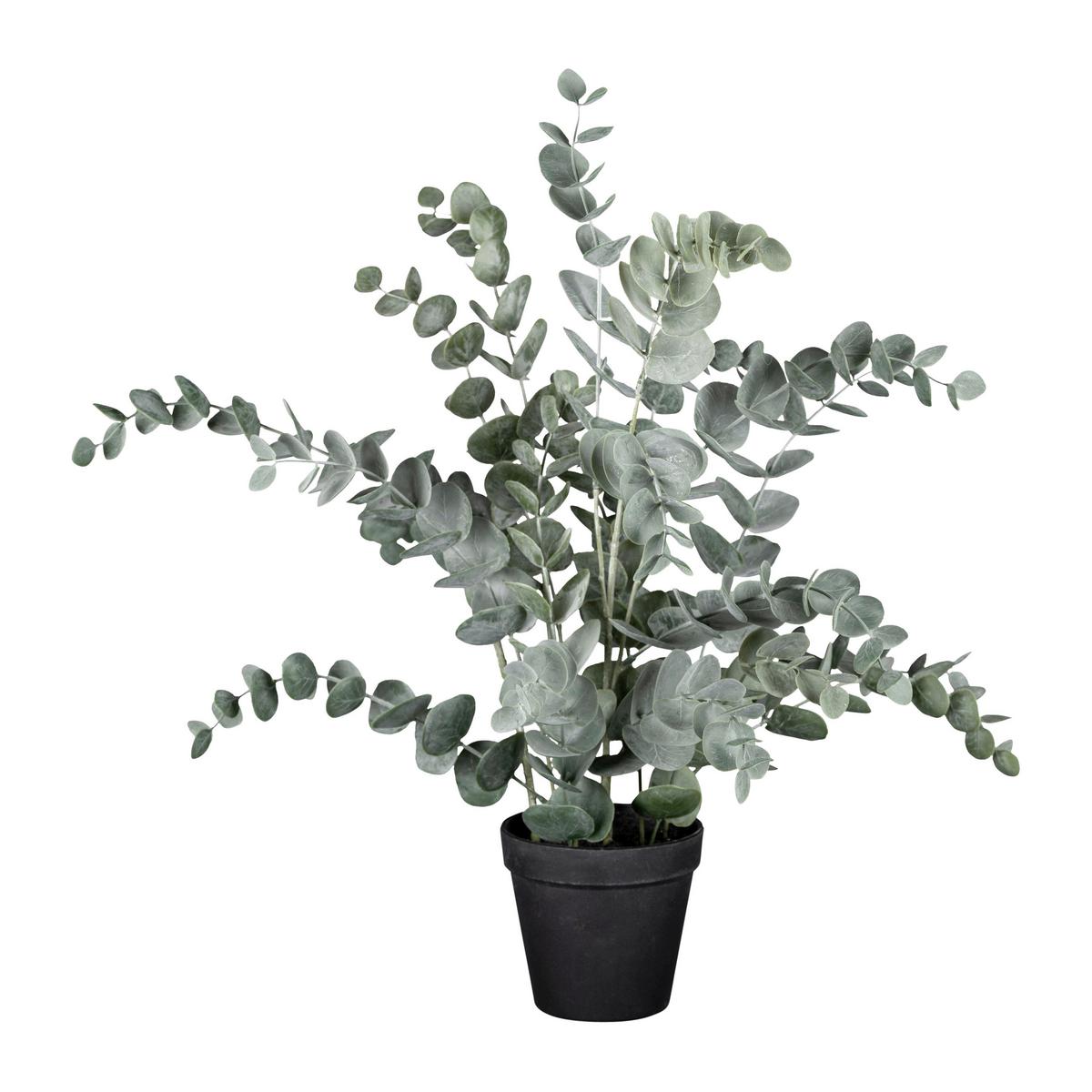 Umetna Rastlina Eucalypthus I  -Ext- - črna/siva, Basics, umetna masa (53cm) - Modern Living