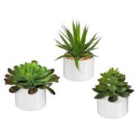 Műnövény Edényben Sukkulenten - zöld, műanyag (18cm) - Modern Living