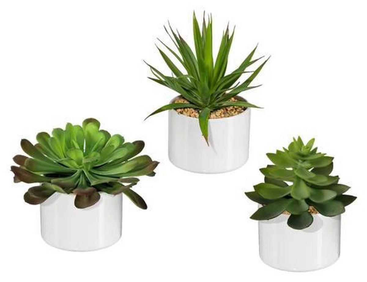 Műnövény Edényben Sukkulenten - zöld, műanyag (18cm) - Modern Living