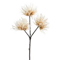GAŁĄZKA DEKORACYJNA URCHINZWEIG I - kremowy/brązowy, Konventionell, tworzywo sztuczne (37cm) - Modern Living