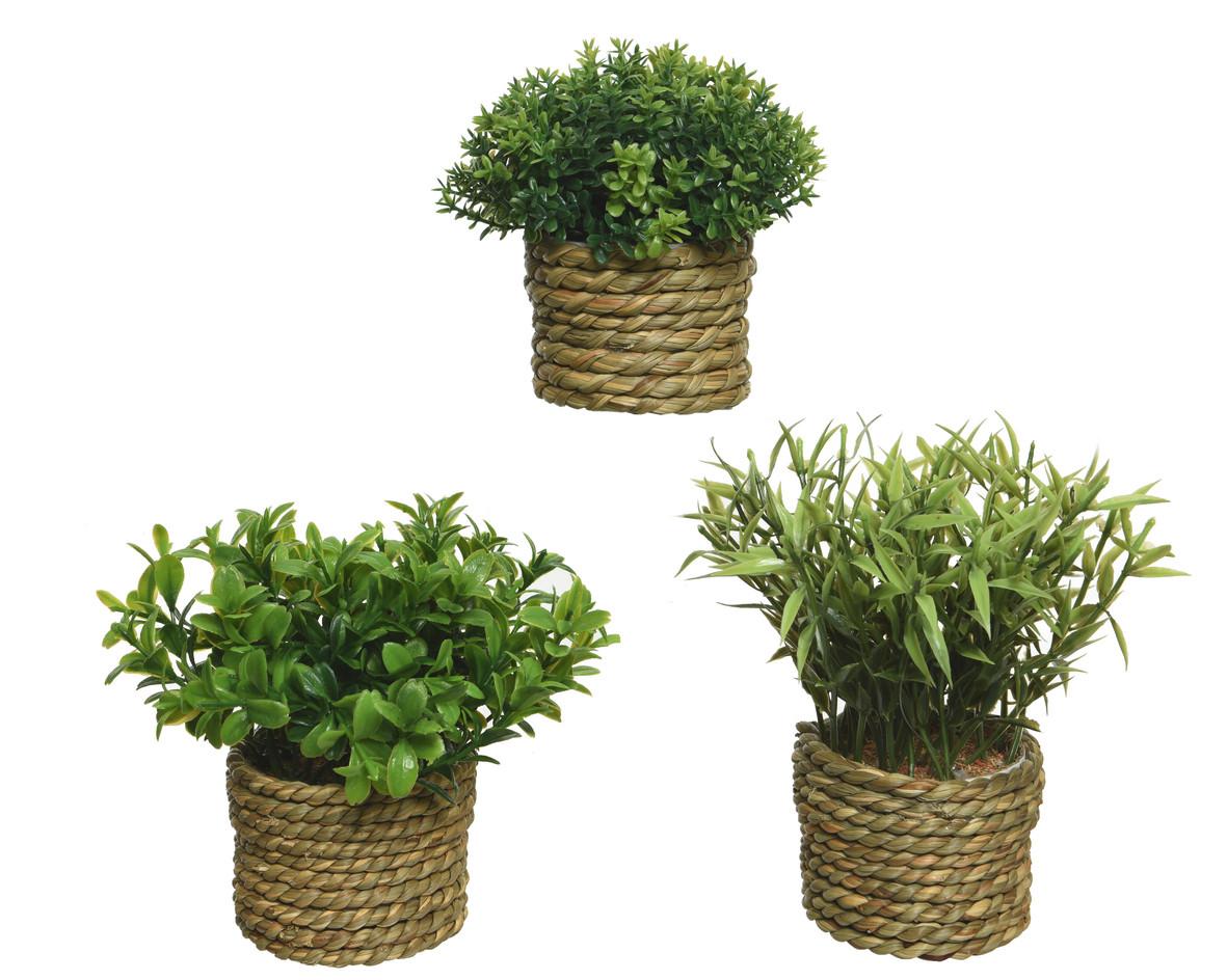 Plantă decorativă Pure Natural - Lifestyle (16/13cm)