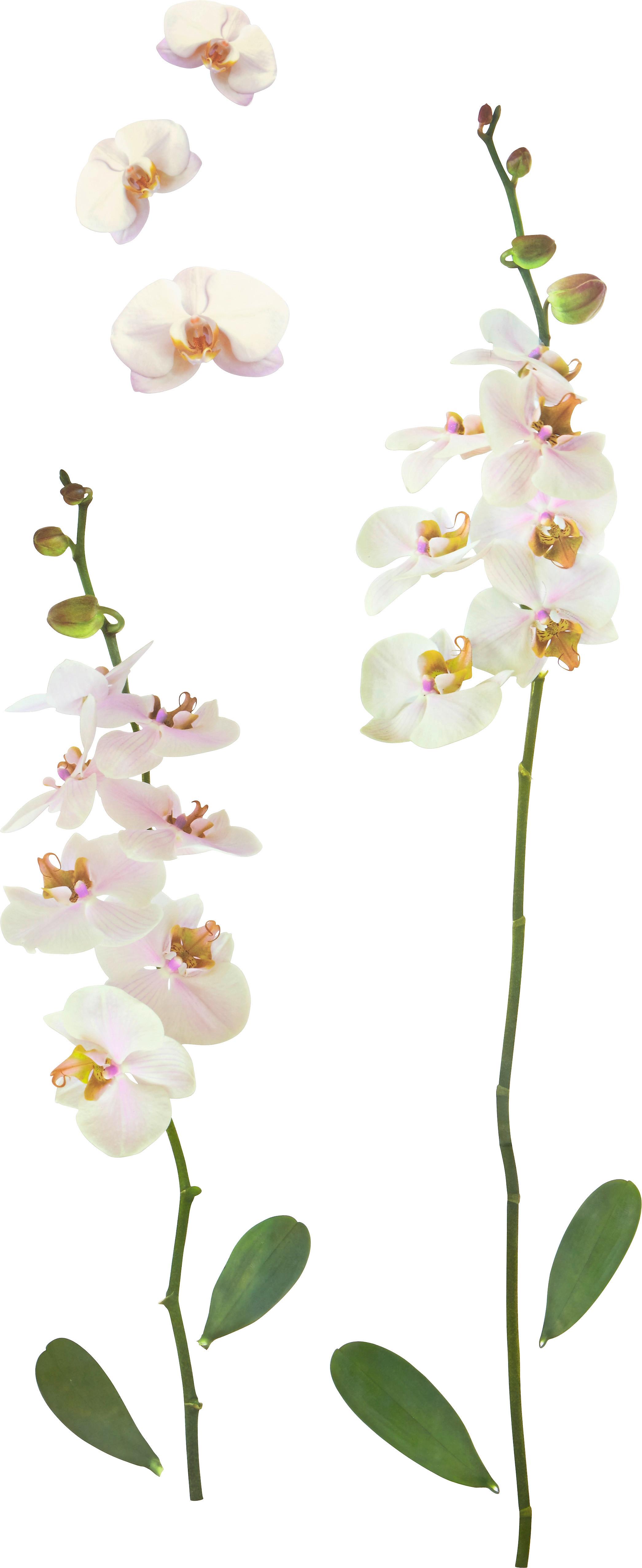 Falmatrica White Orchid - Színes, Műanyag (50/70cm) - Modern Living