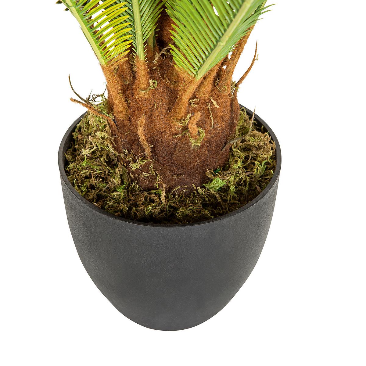 Umetna Rastlina Cycas - črna/zelena, Basics, umetna masa/tekstil (70/70/70cm) - MID.YOU