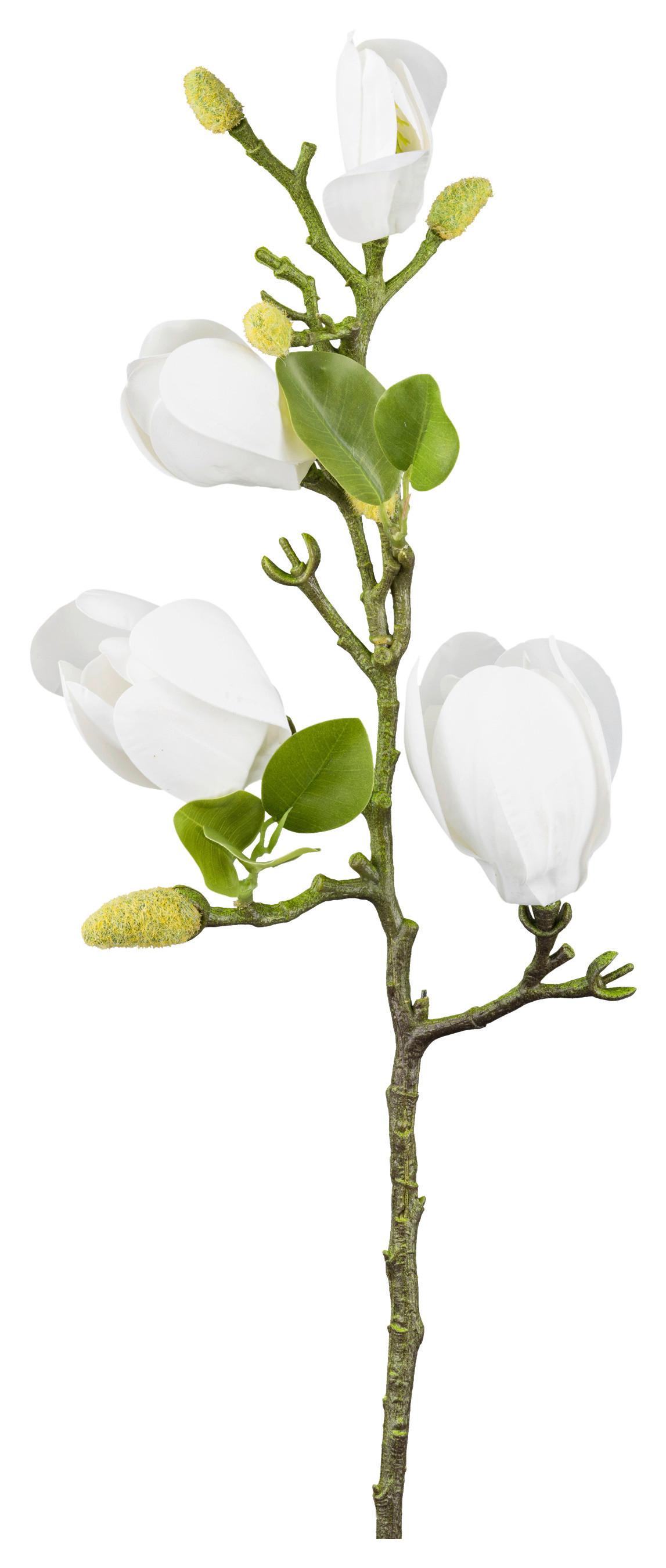 Dekozweig Magnolie I Weiß/Grün - Weiß/Grün, KONVENTIONELL, Kunststoff (67cm) - Mömax