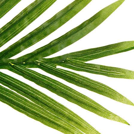Biljka Umjetna Palm Tree - Basics (114/180/105cm)