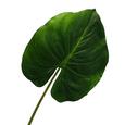 Okrasni List Cannablatt - zelena, umetna masa (36/85cm) - Mömax modern living Okrasni List Cannablatt - zelena, umetna masa (36/85cm) - Mömax modern living