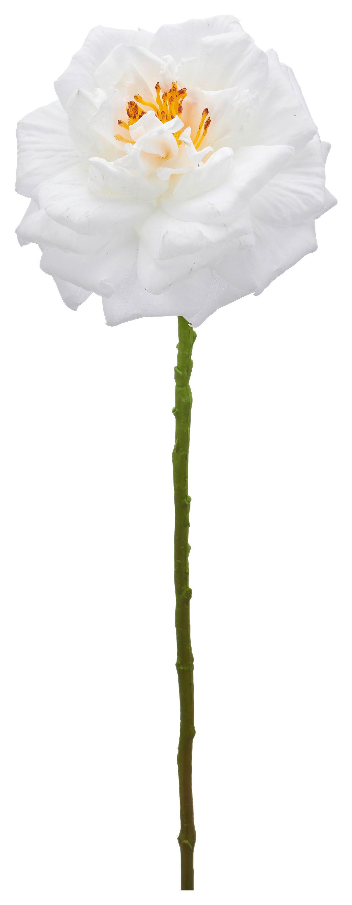 Rose II Weiß - Weiß, Basics (63cm) - Mömax