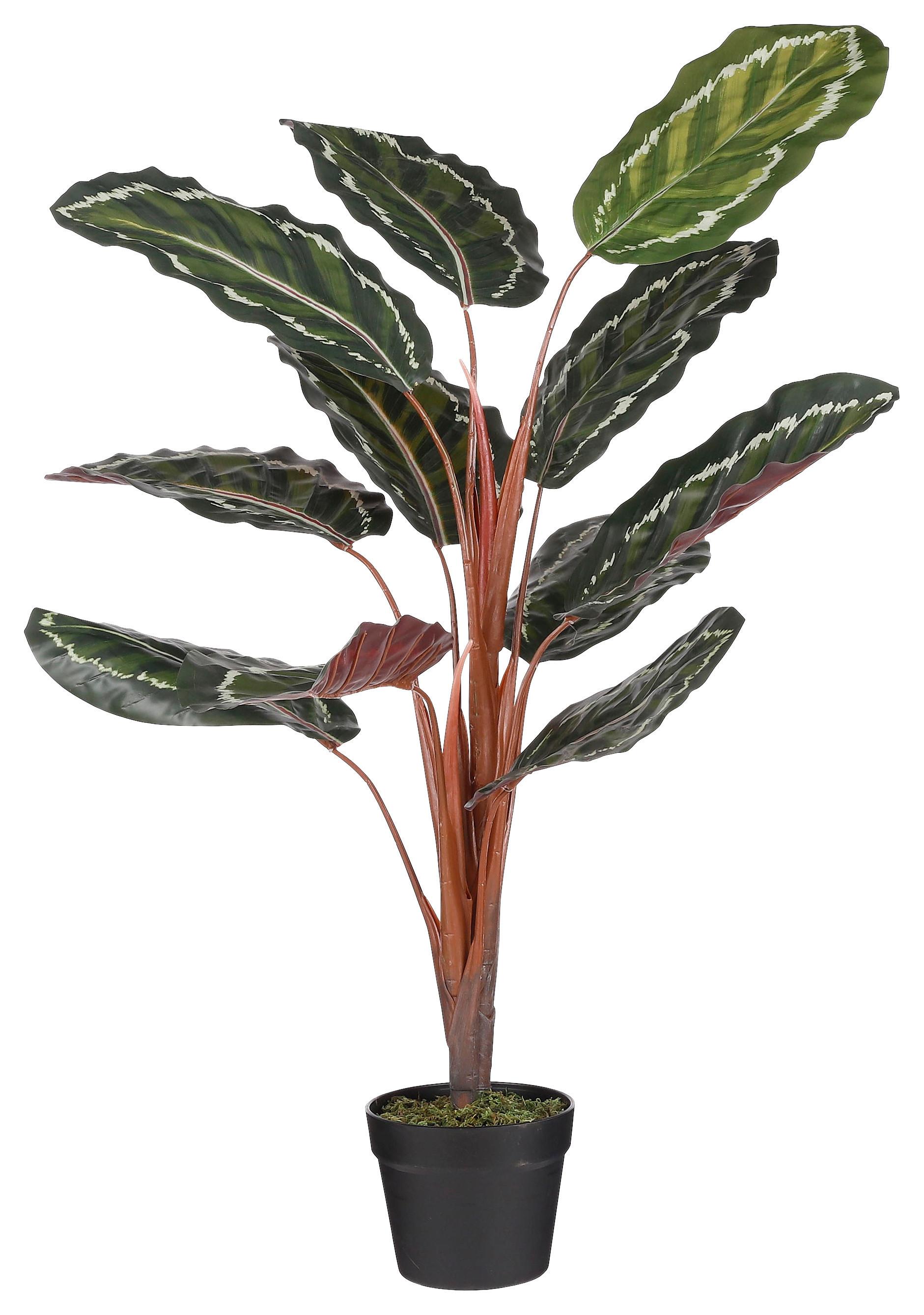 Umetna Rastlina Calathea Roseopicta -Paz- - črna/zelena, Basics, umetna masa (90cm) - Modern Living
