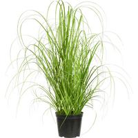 Grasbündel Patrick aus Polyester ca. 40cm - Grün, Textil (40cm) - Modern Living