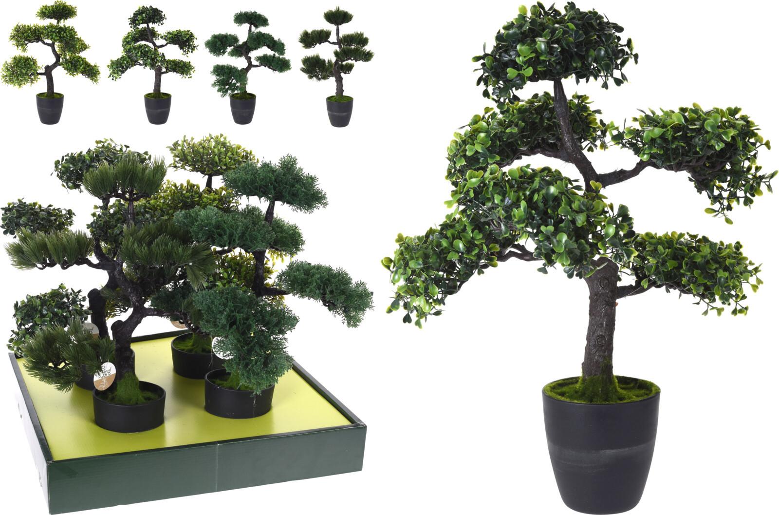 Plantă decorativă Bonsai - Basics (50cm)