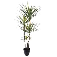 Műnövény Dracena - barna/fekete, műanyag (55/45/120cm)
