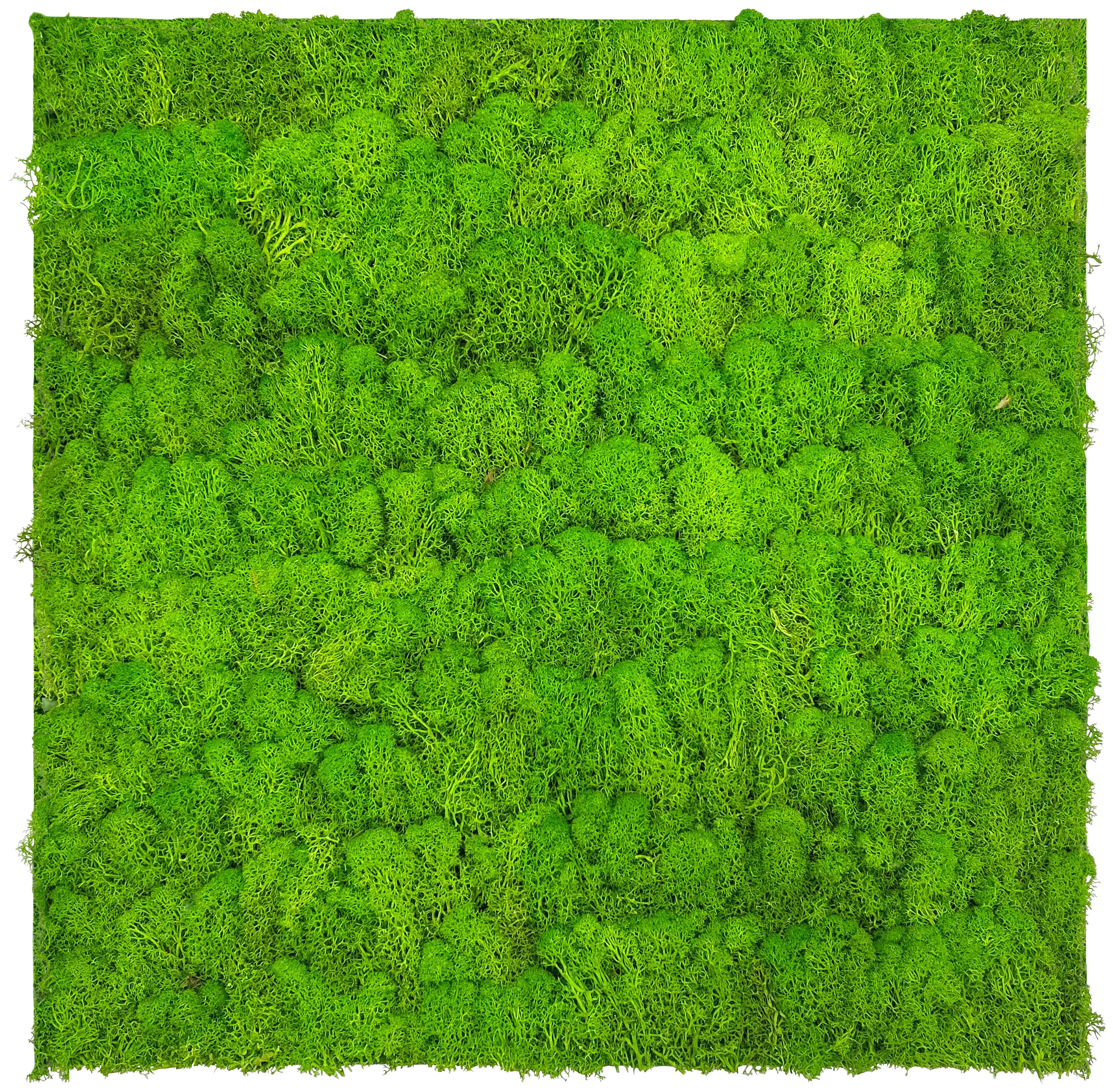 PANEL AKUSTYCZNY 11102 BRIGHT GREEN - jasnozielony, Konventionell, materiały naturalne (52/52/4cm) - Jangal