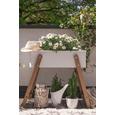 Gießkanne Rosa farblich sortiert - Lila/Schwarz, KONVENTIONELL, Kunststoff (1.7l) - Mömax modern living Gießkanne Rosa farblich sortiert - Lila/Schwarz, KONVENTIONELL, Kunststoff (1.7l) - Mömax modern living