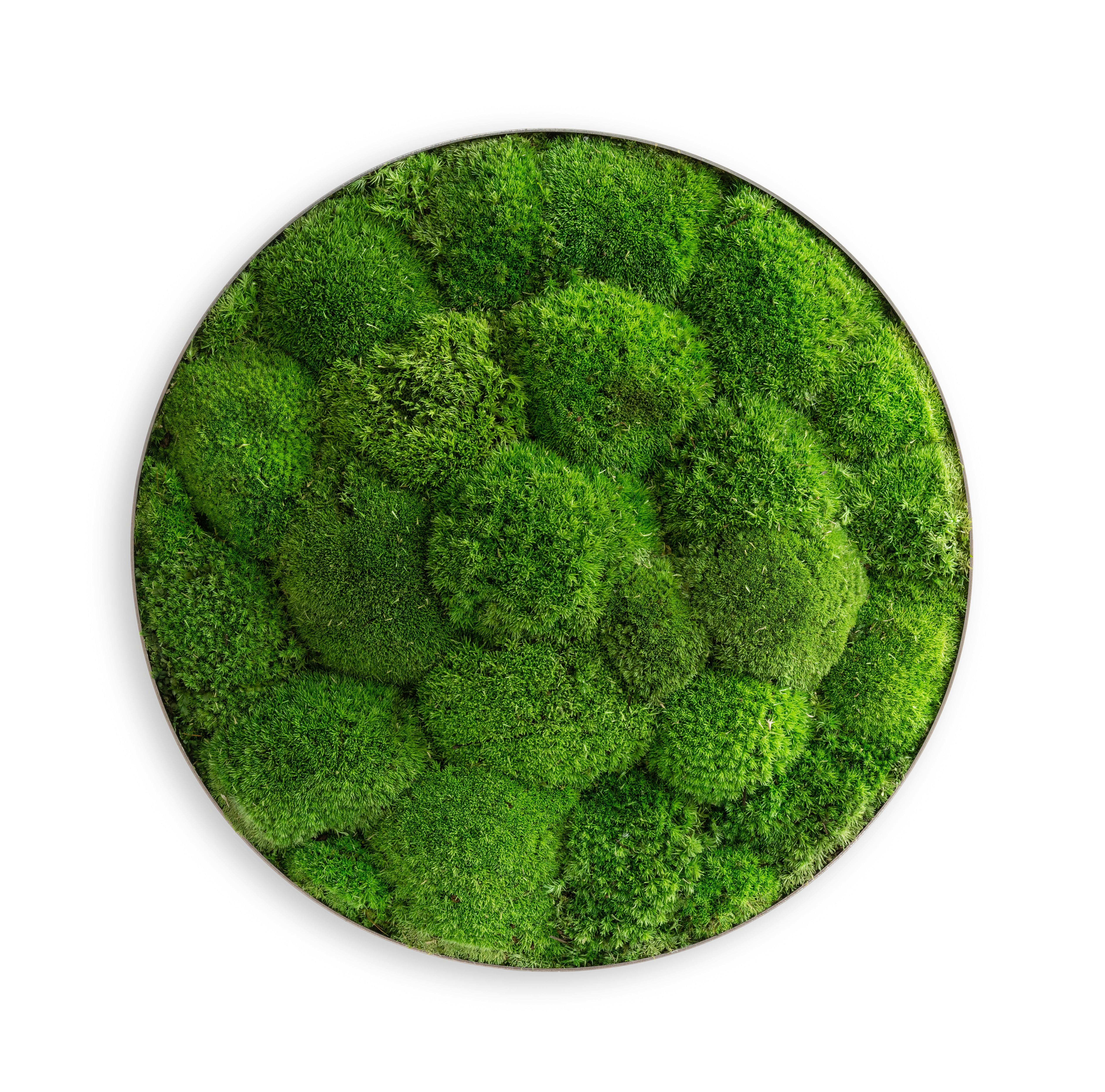 Moosbild Grün - Grün, Basics, Naturmaterialien/Metall (80/10cm)